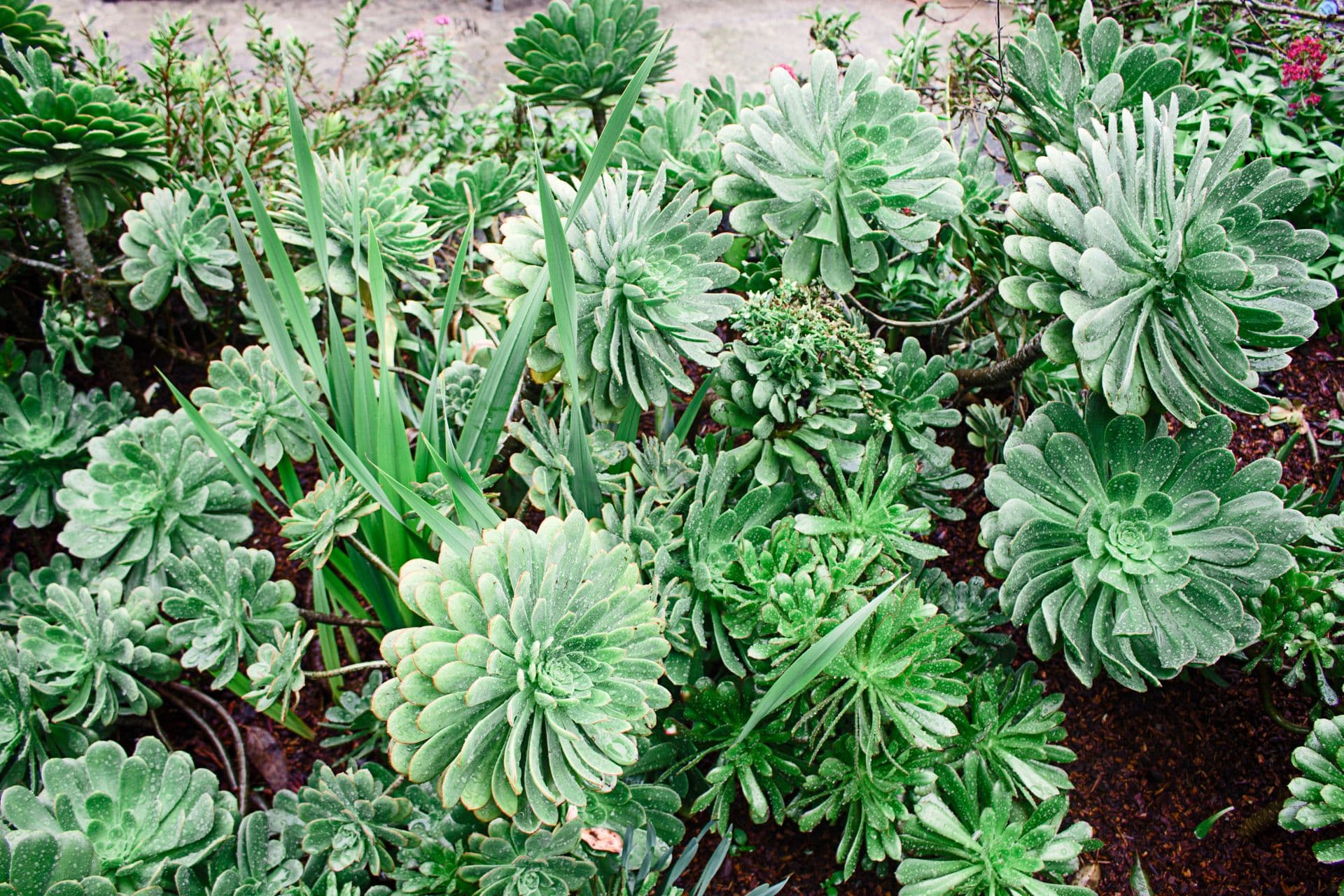 Professional commercial landscaping