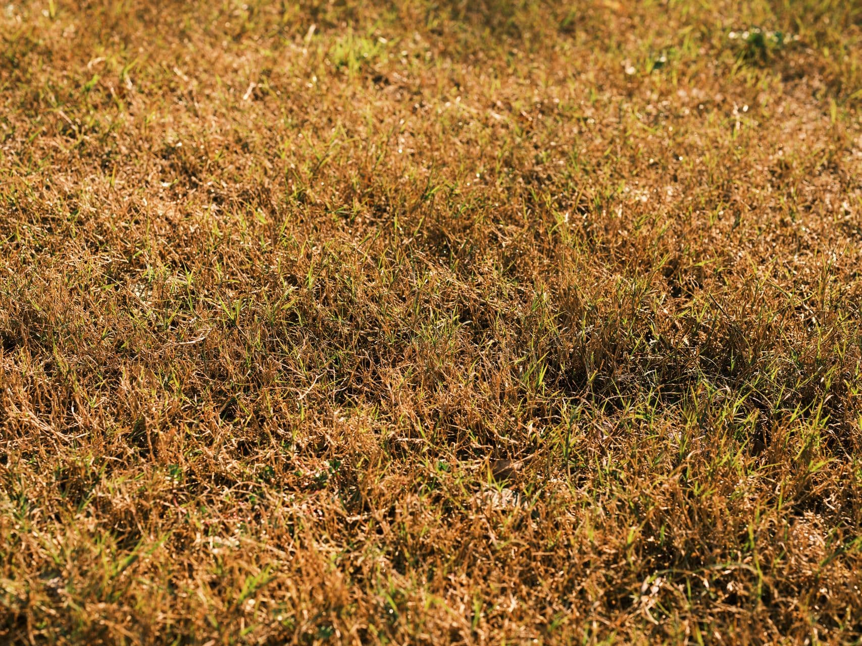 Overgrown commercial property