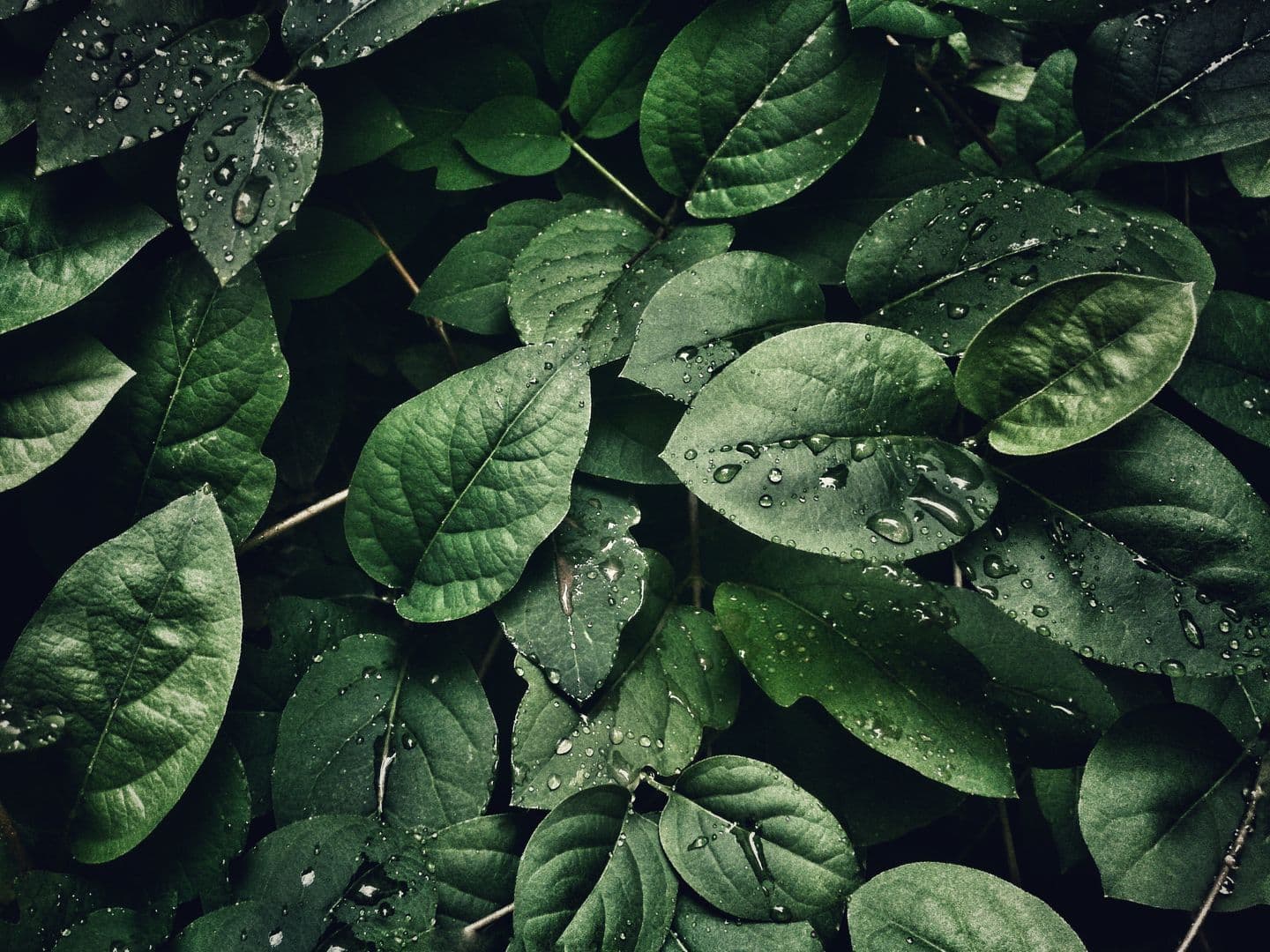 5 Drought-Tolerant Landscaping Ideas for Riverside Homes