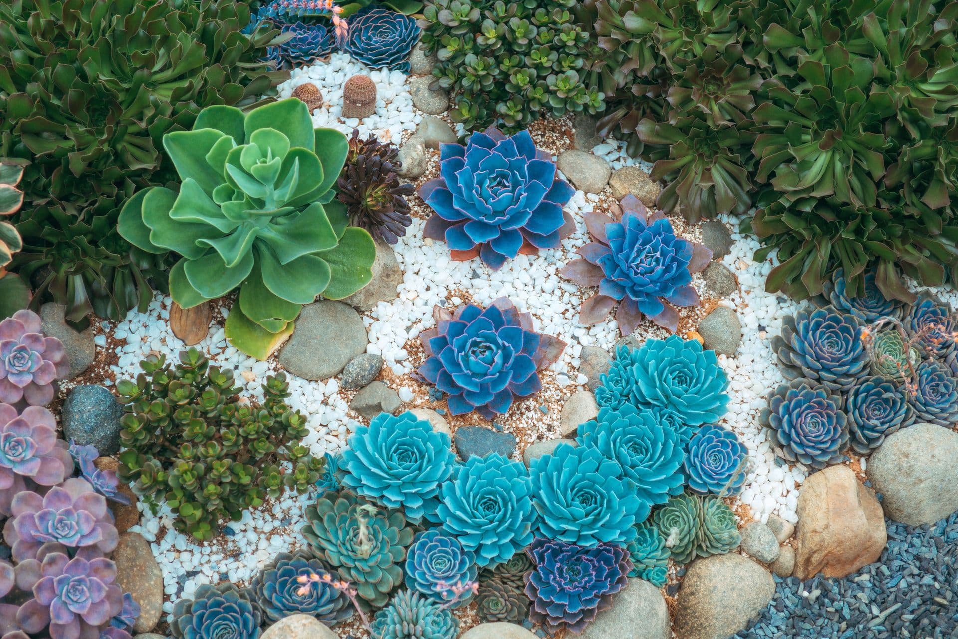 Drought-tolerant xeriscape garden