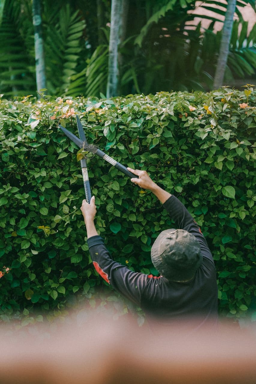 Tree & Shrub Care